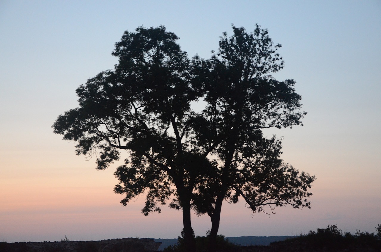 tree against day forest free photo