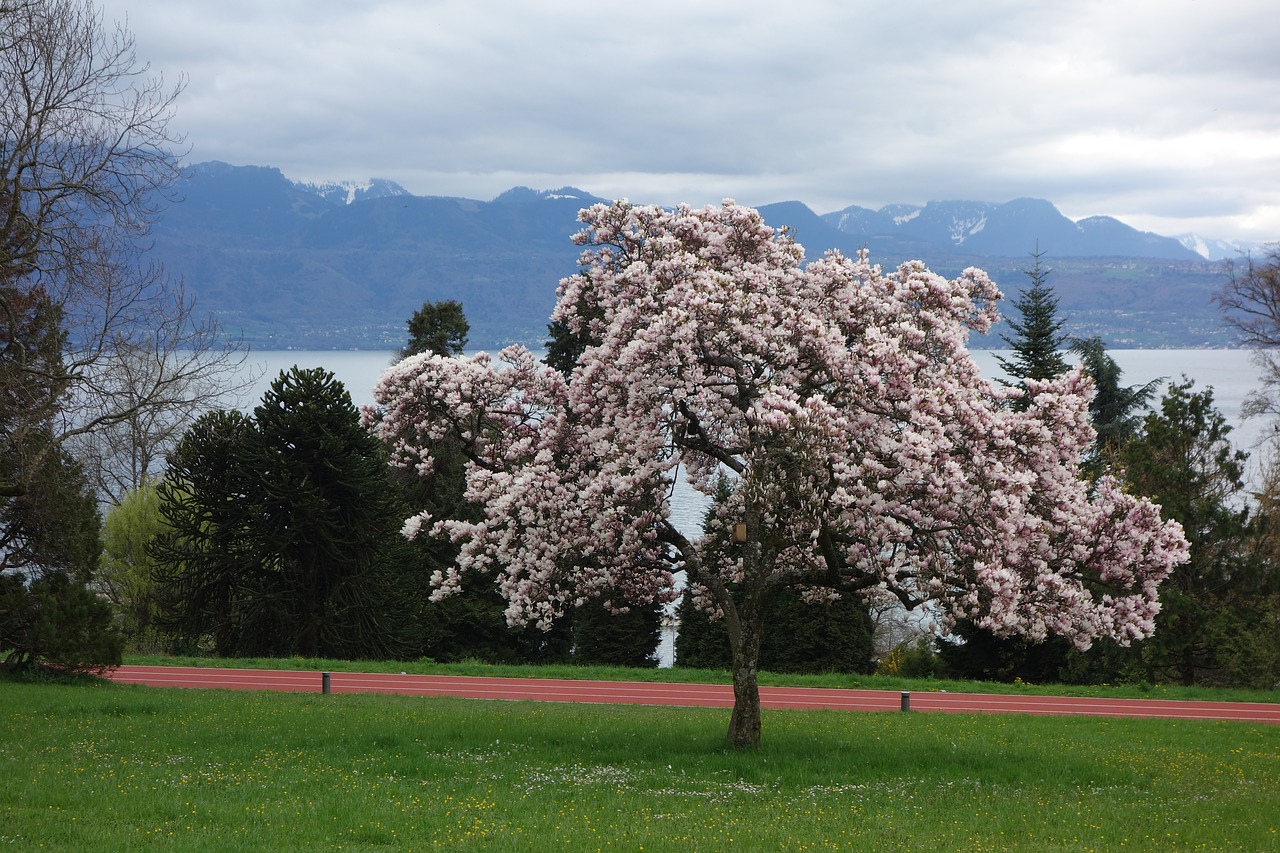 tree spring blossom free photo