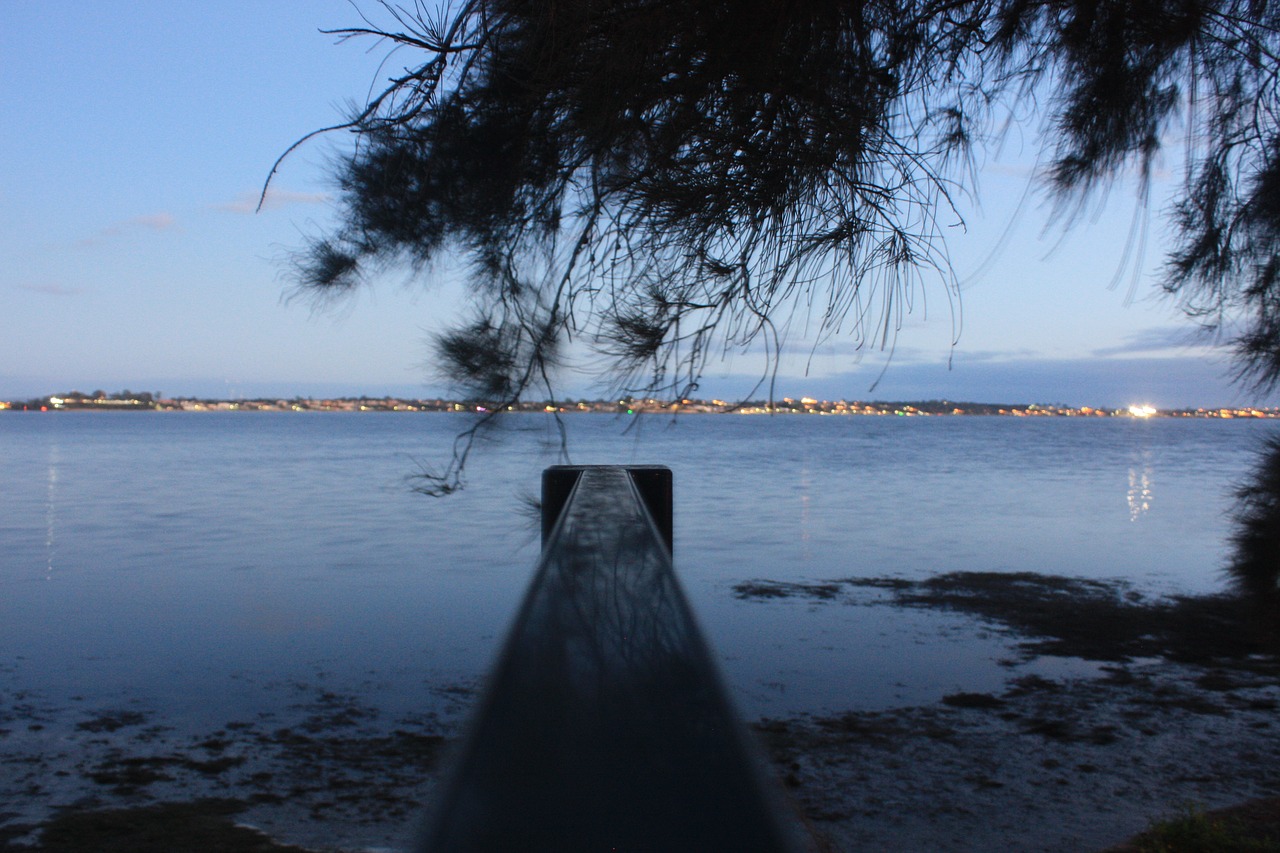 tree jetty river free photo