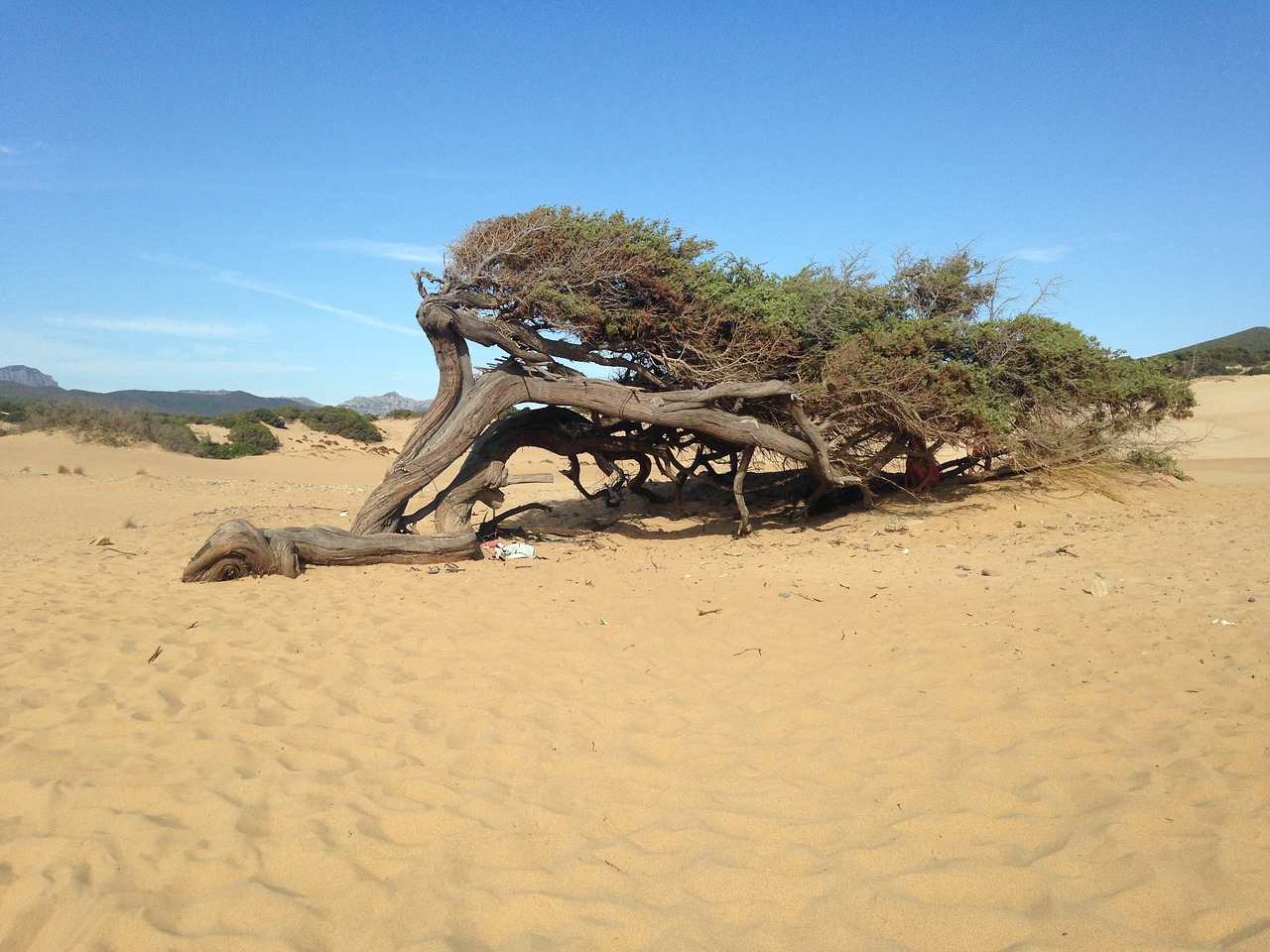 tree dune sand free photo