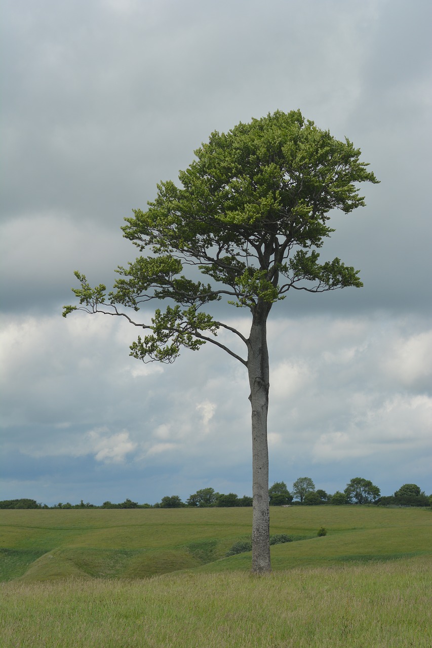 tree alone lonely free photo