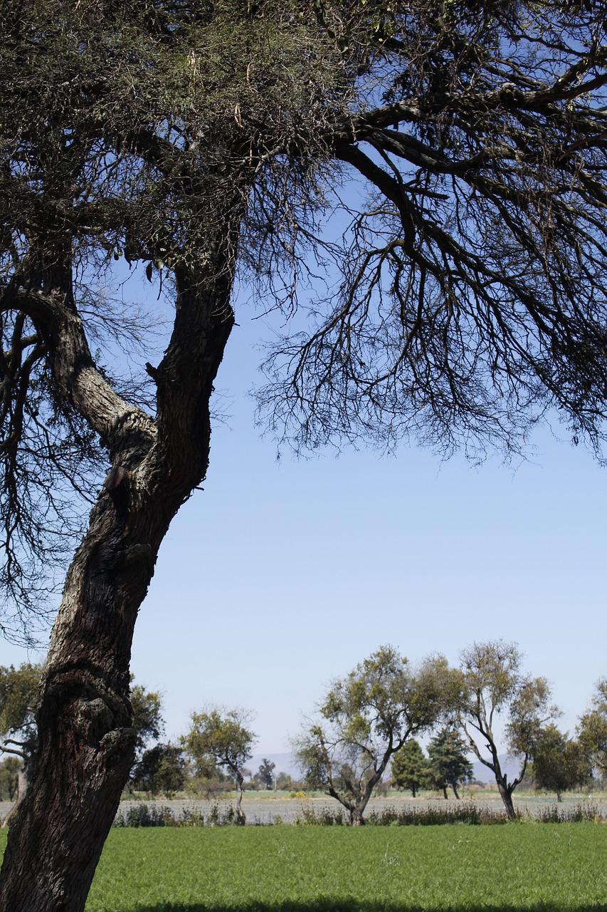 tree pine sky free photo