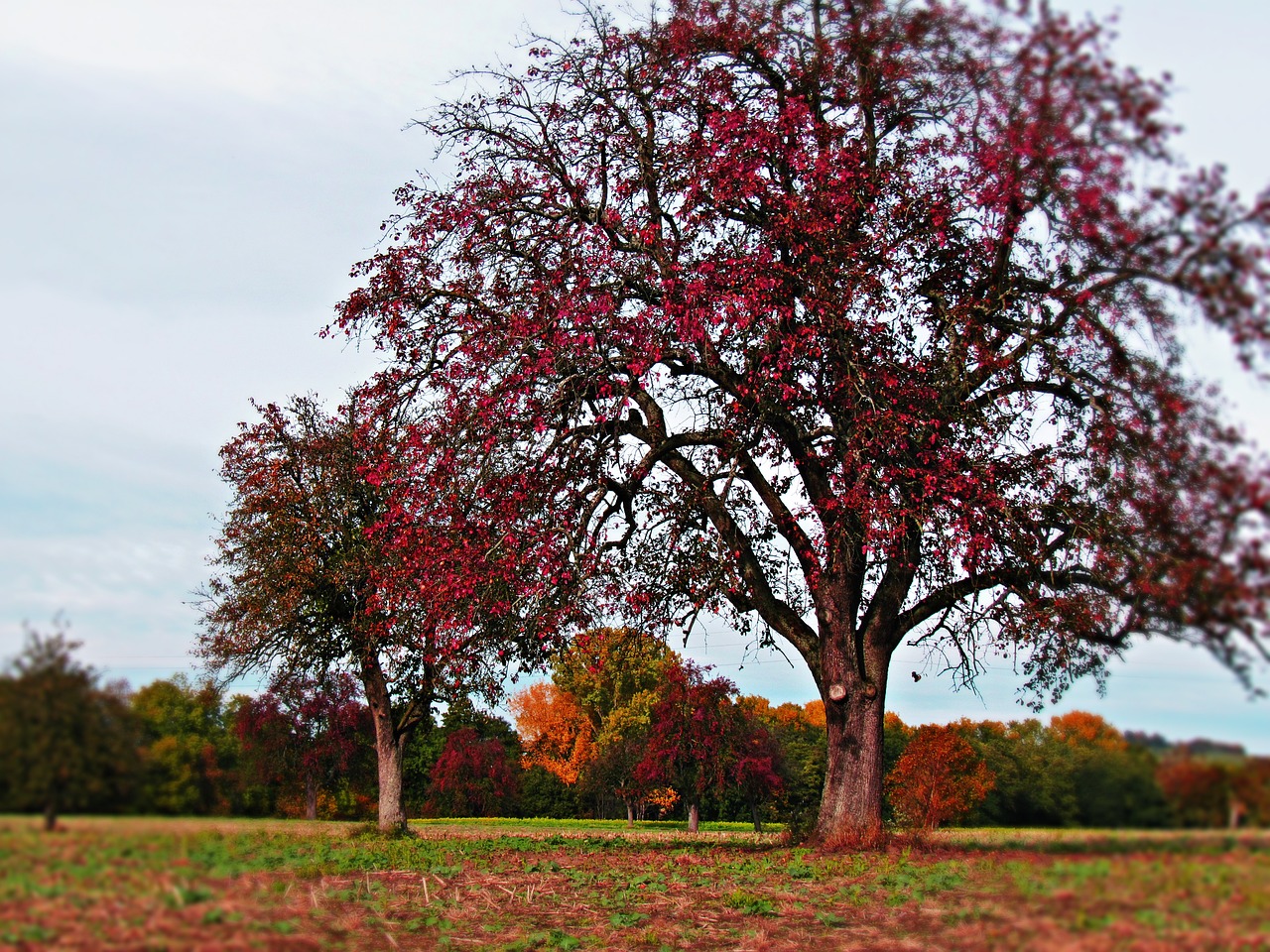 tree field autumn free photo