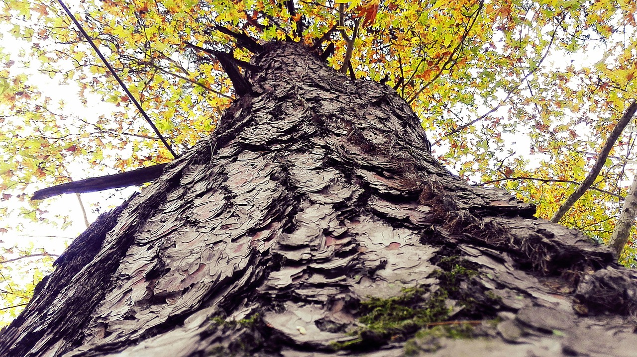 tree shell body free photo