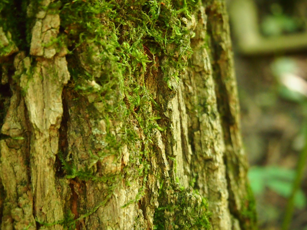 tree moss tribe free photo