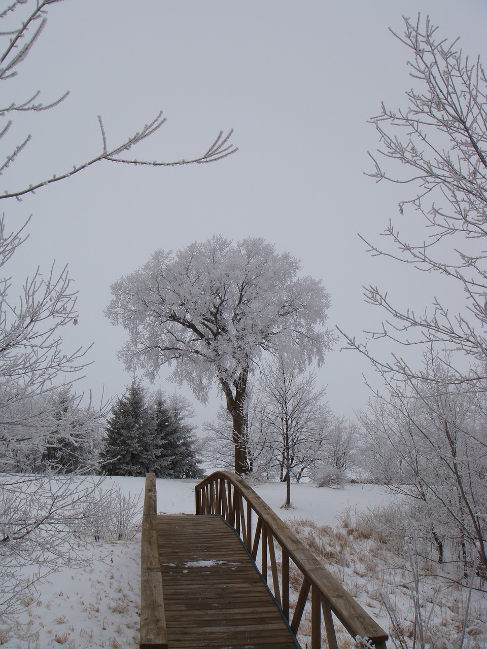 tree winter footbridge free photo