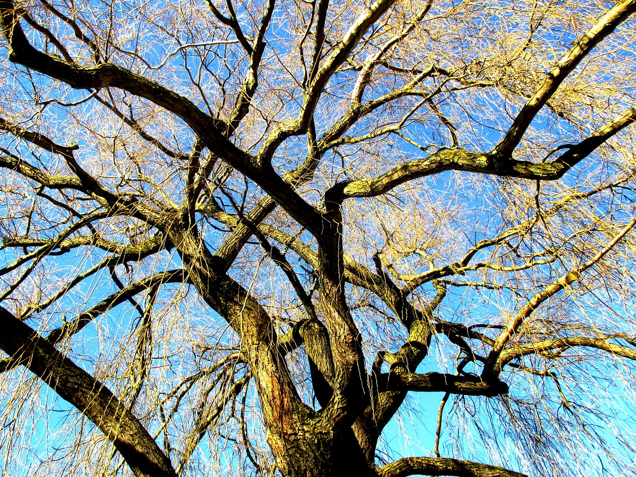 tree weeping willow light free photo