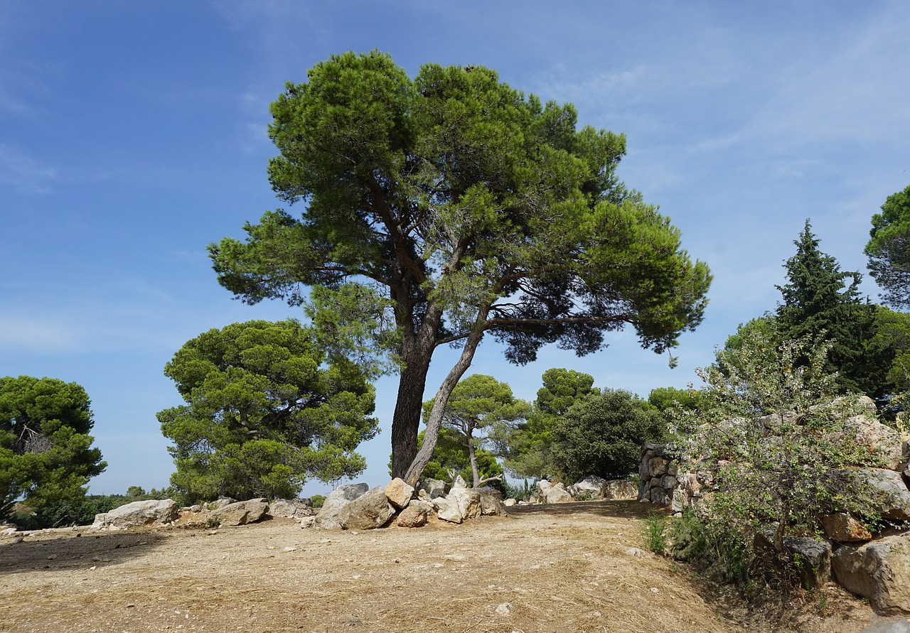 tree pine mediterranean free photo