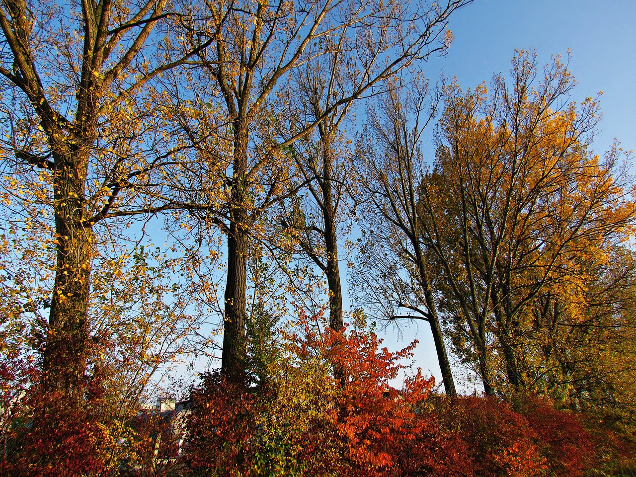 tree autumn colors free photo