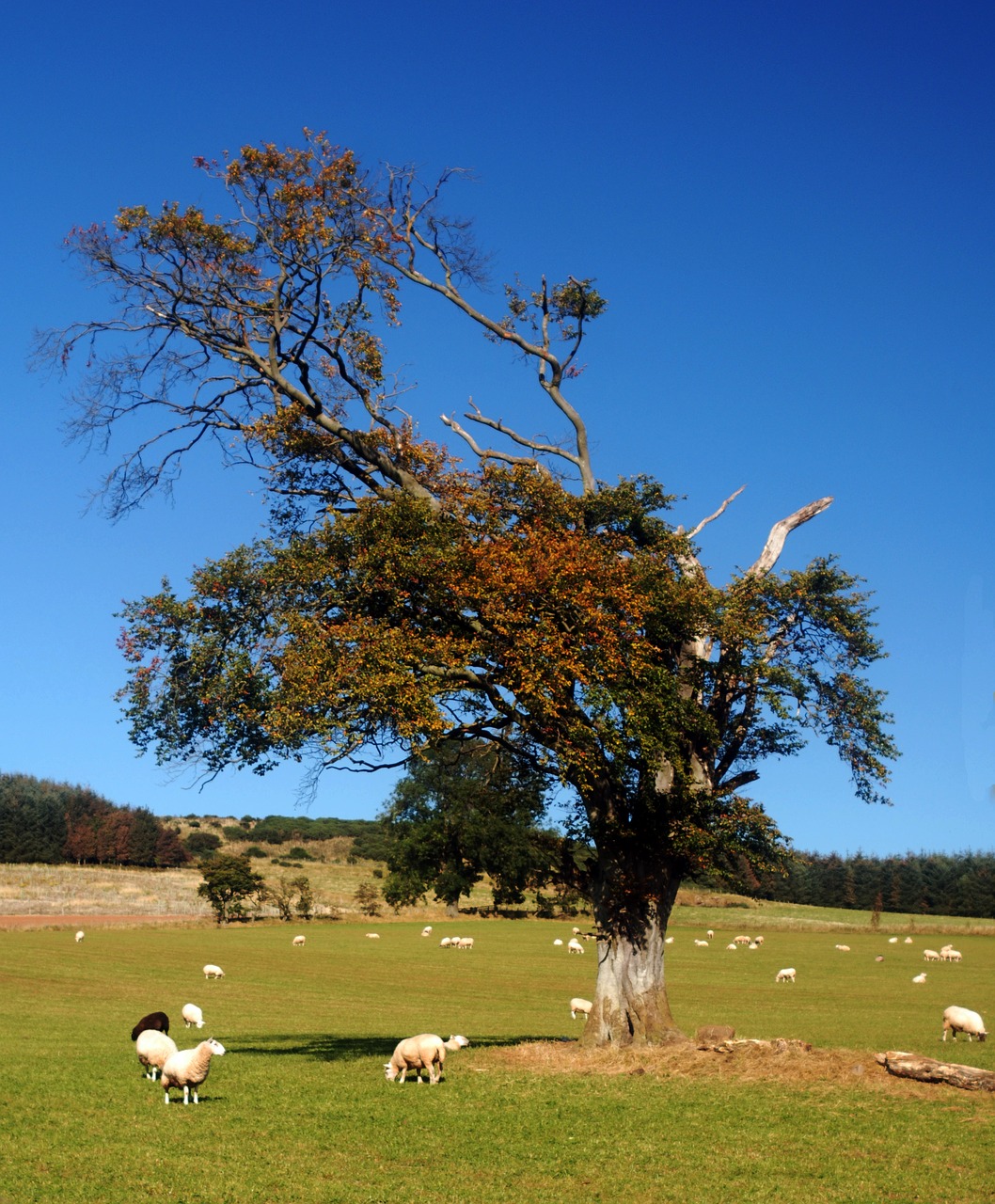 tree sheep countr free photo