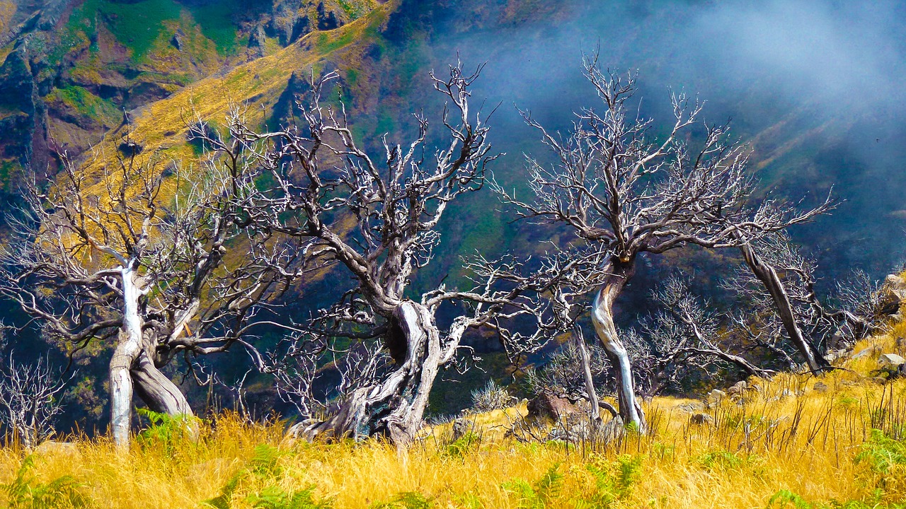 tree nature madeira free photo