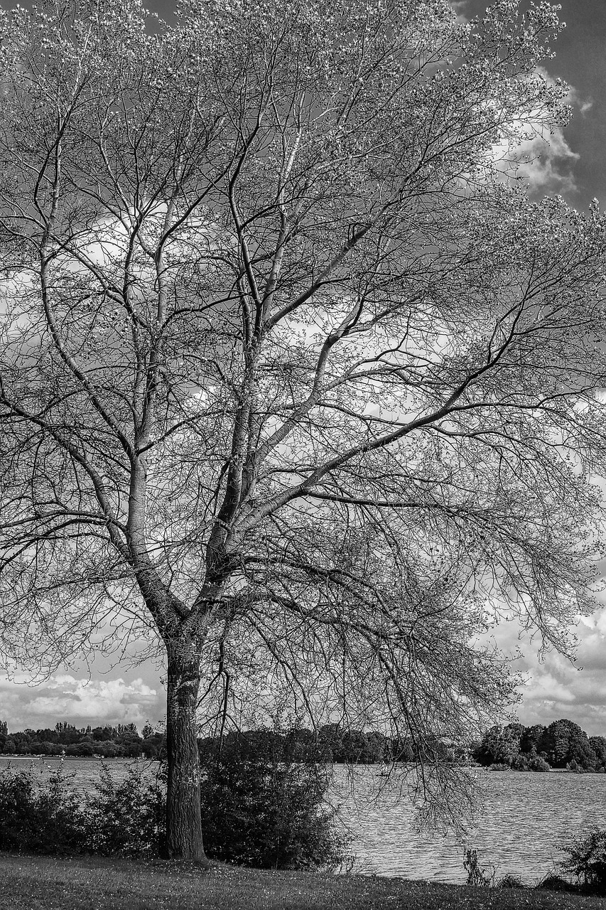 tree black and white colorless free photo