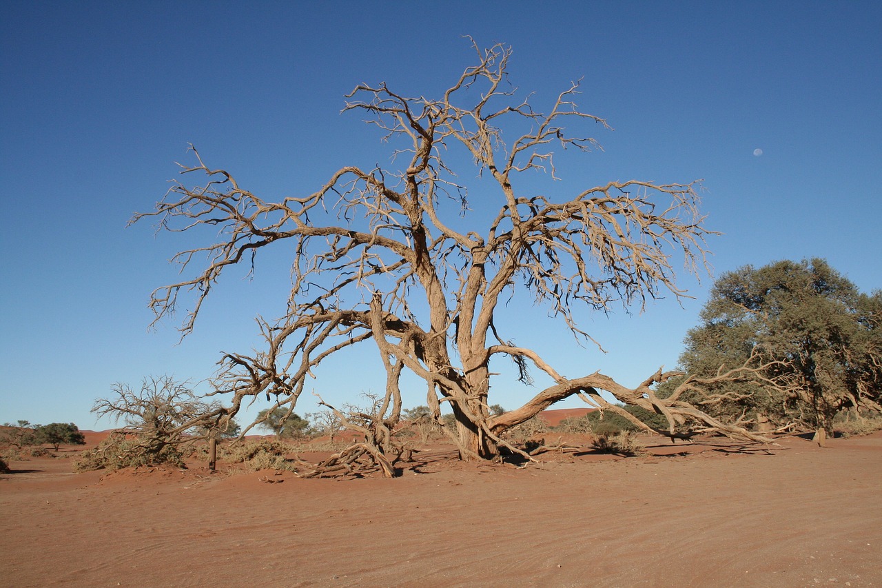 tree namibia desert free photo