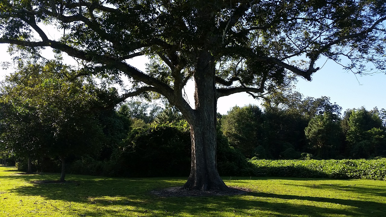 tree beech pecan free photo