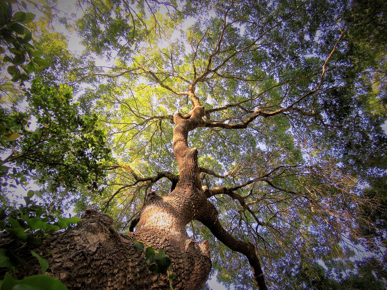 tree sunset green free photo