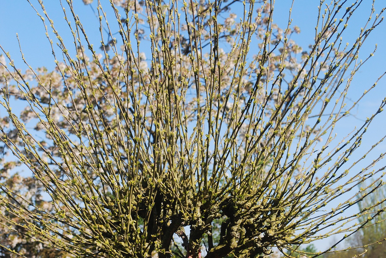 tree winter spring free photo