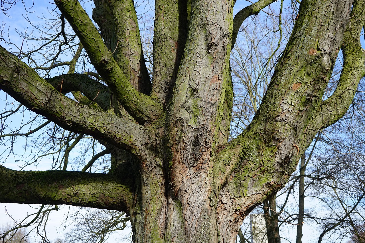 tree log aesthetic free photo