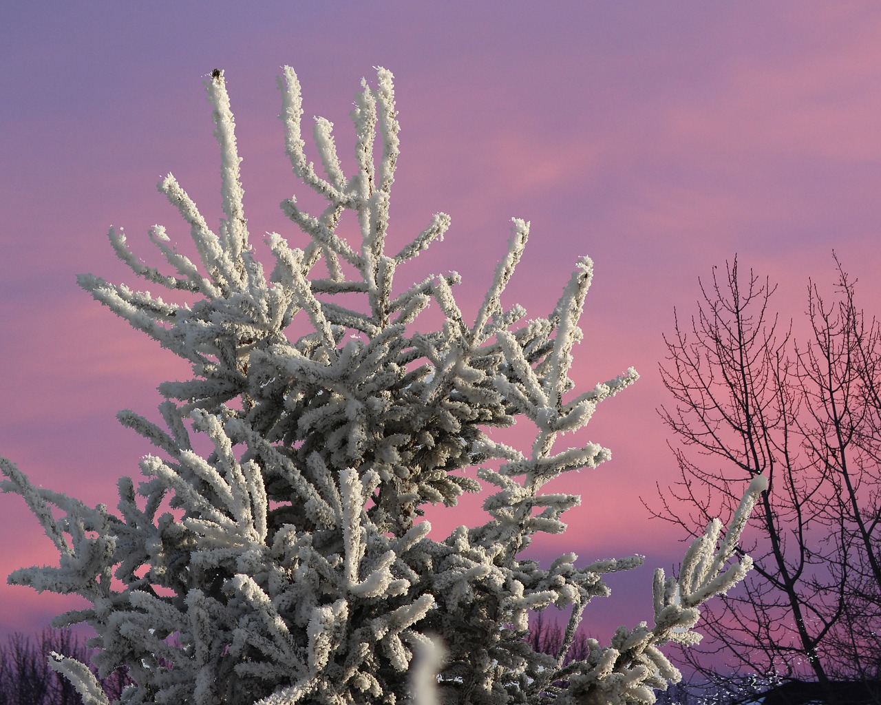 tree frost winter free photo