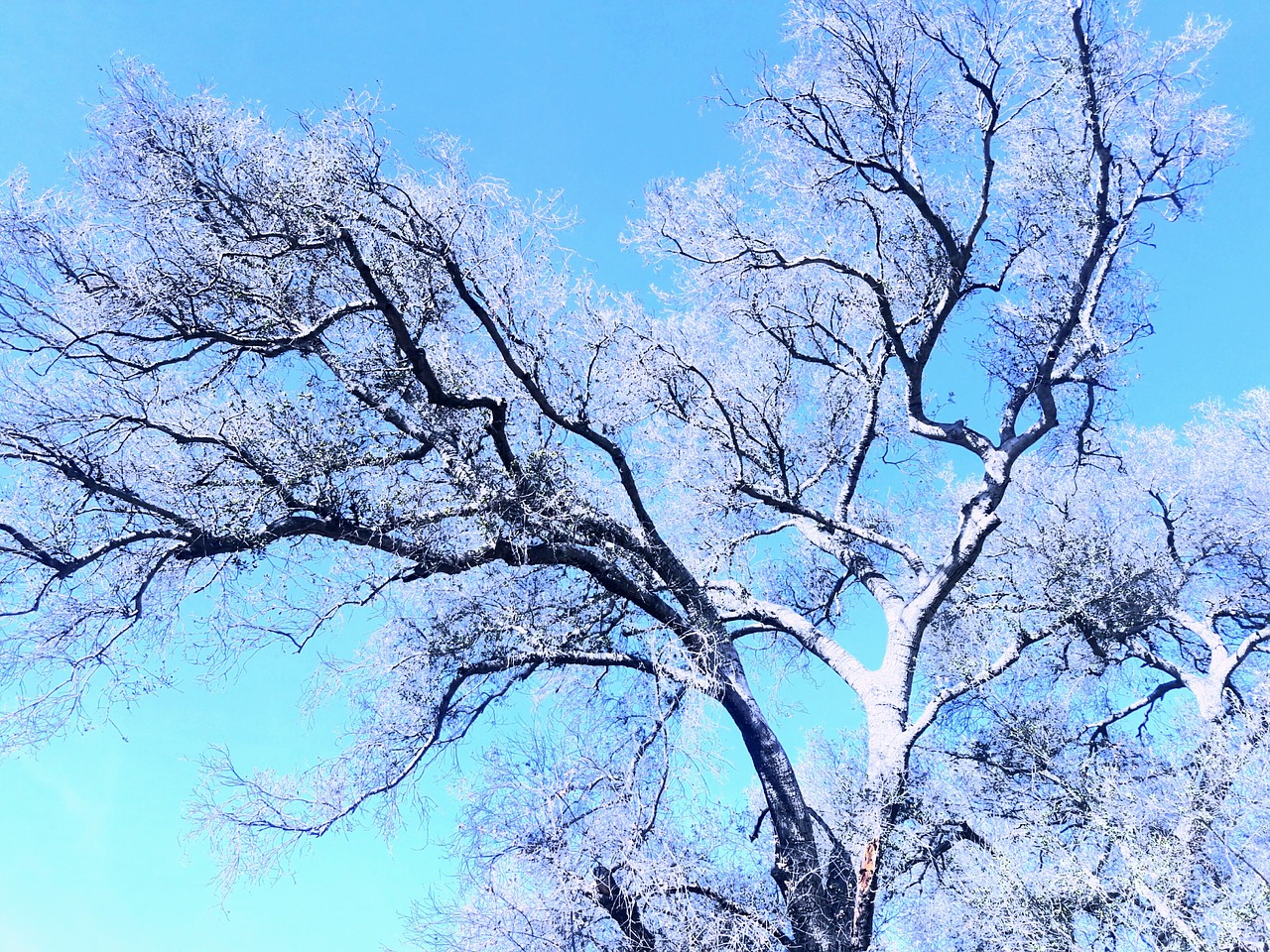 tree sky blue sky free photo