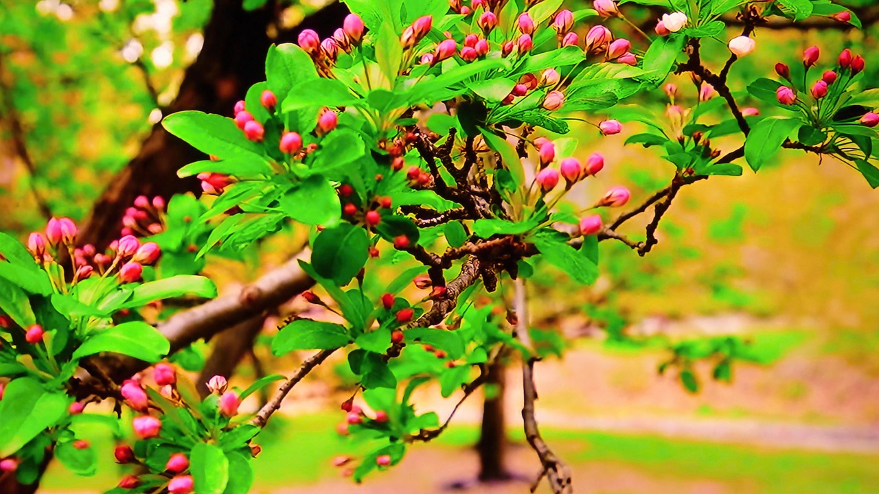 tree branches branch free photo