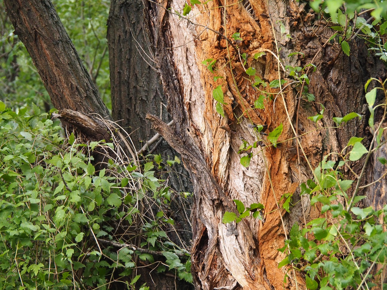 tree wood forest free photo