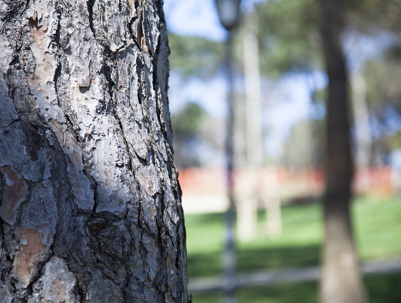 tree nature turkey free photo