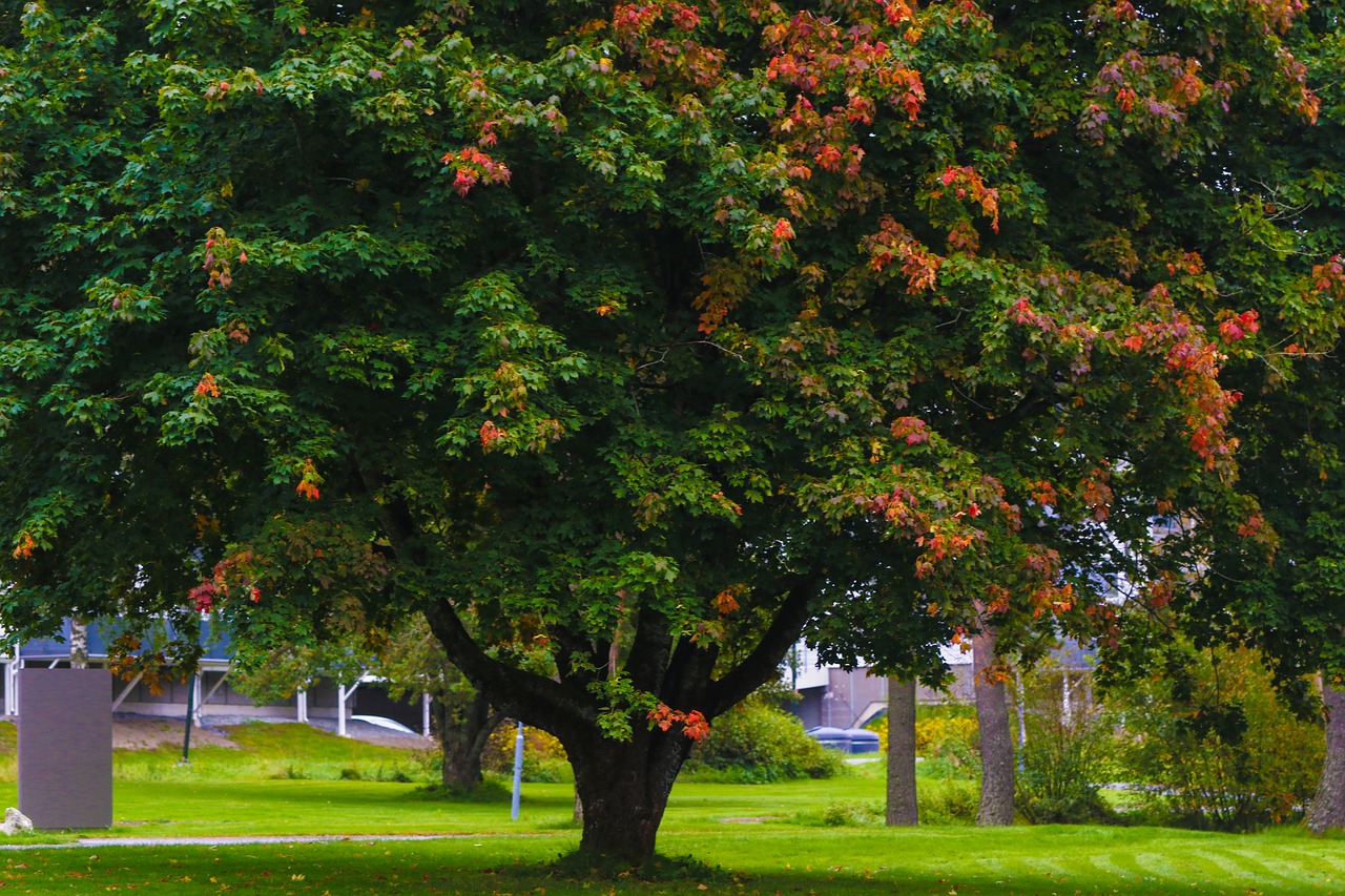 tree fall nature free photo