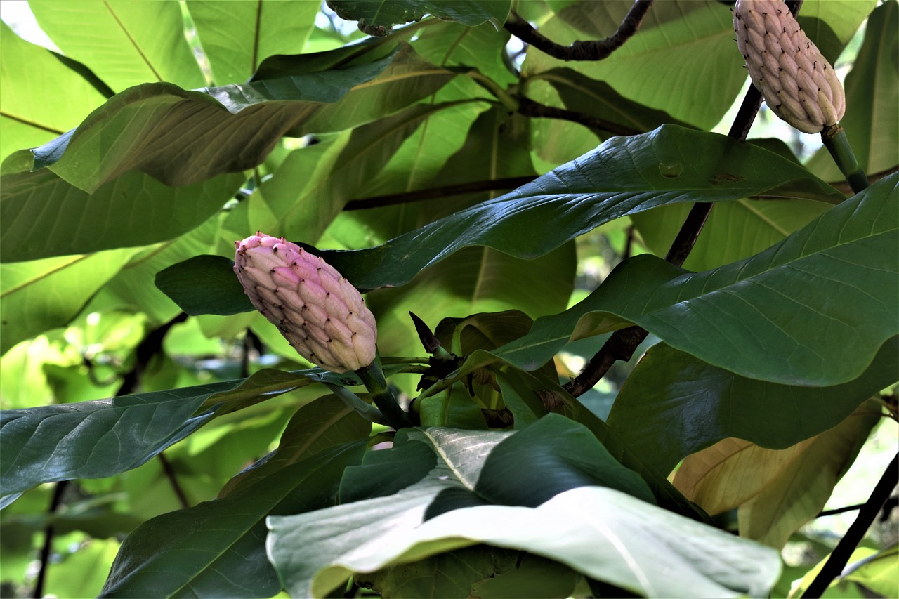 tree flower plant free photo