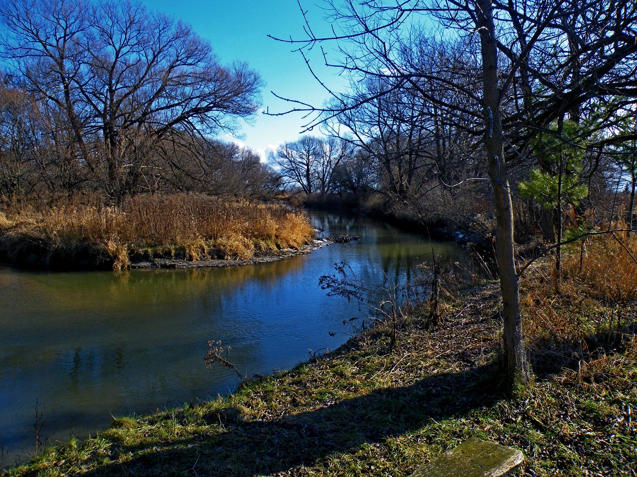 tree landscape outdoors free photo