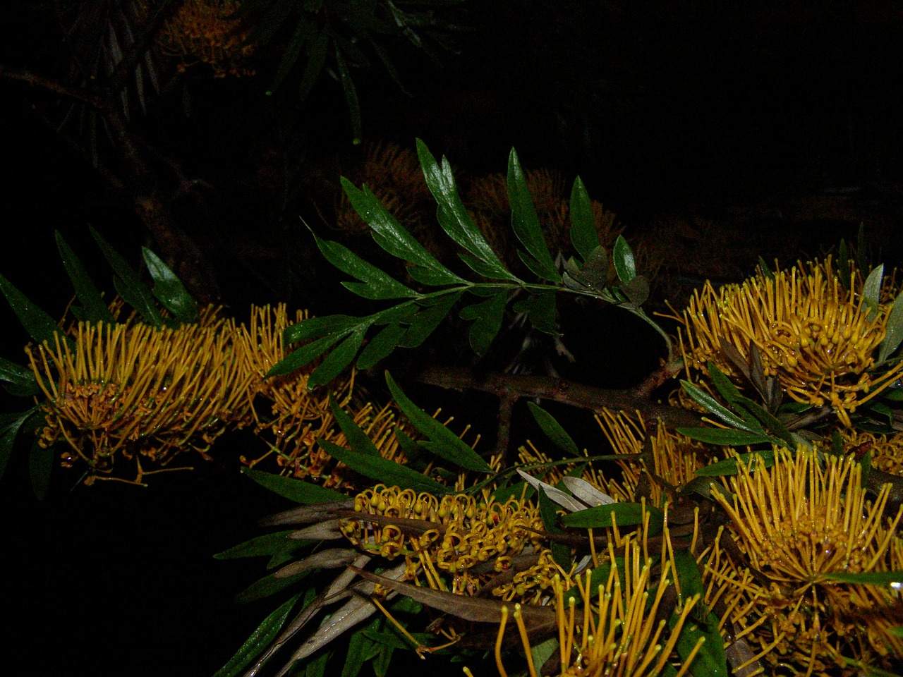 tree flowers yellow free photo