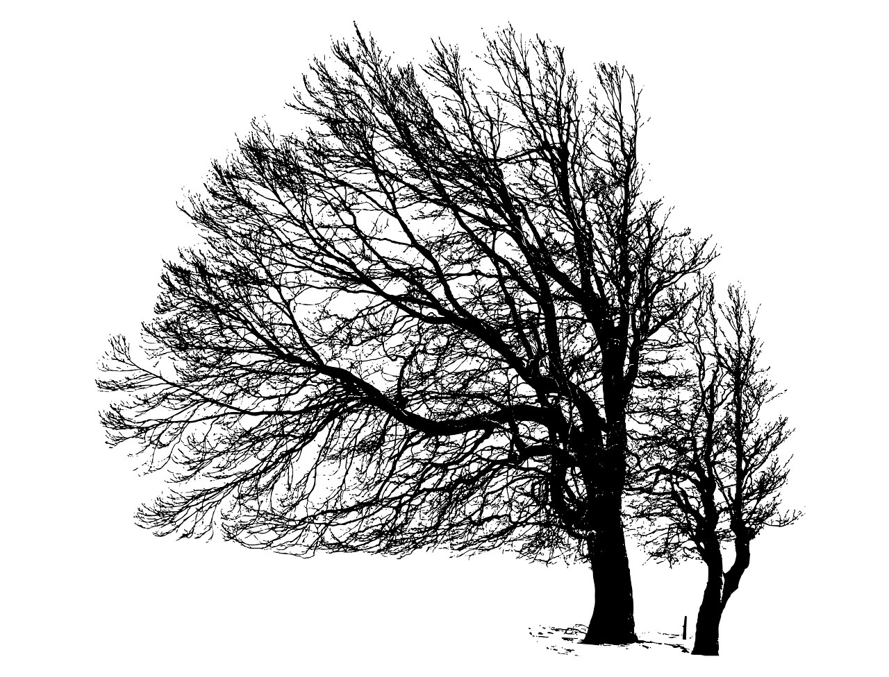 tree silhouette winter free photo
