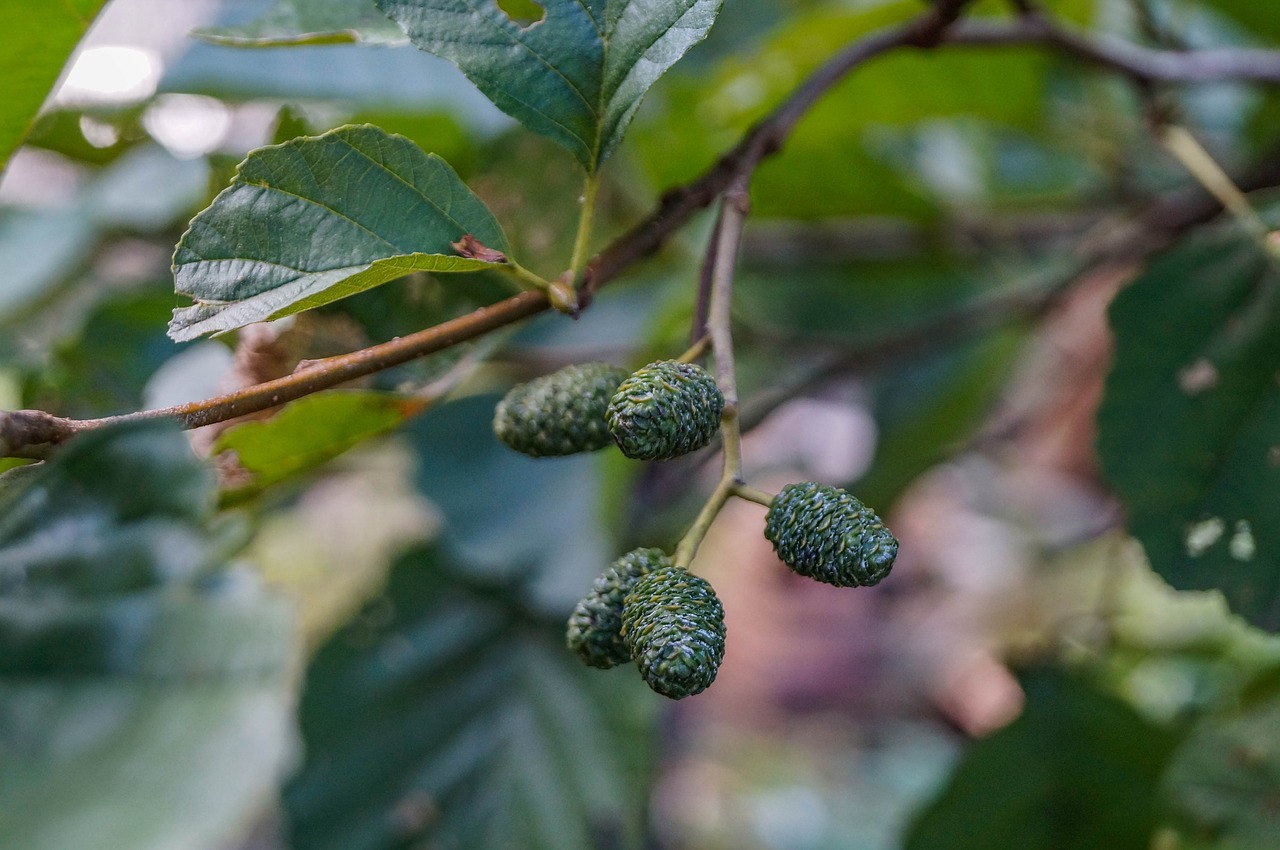 tree alder close free photo