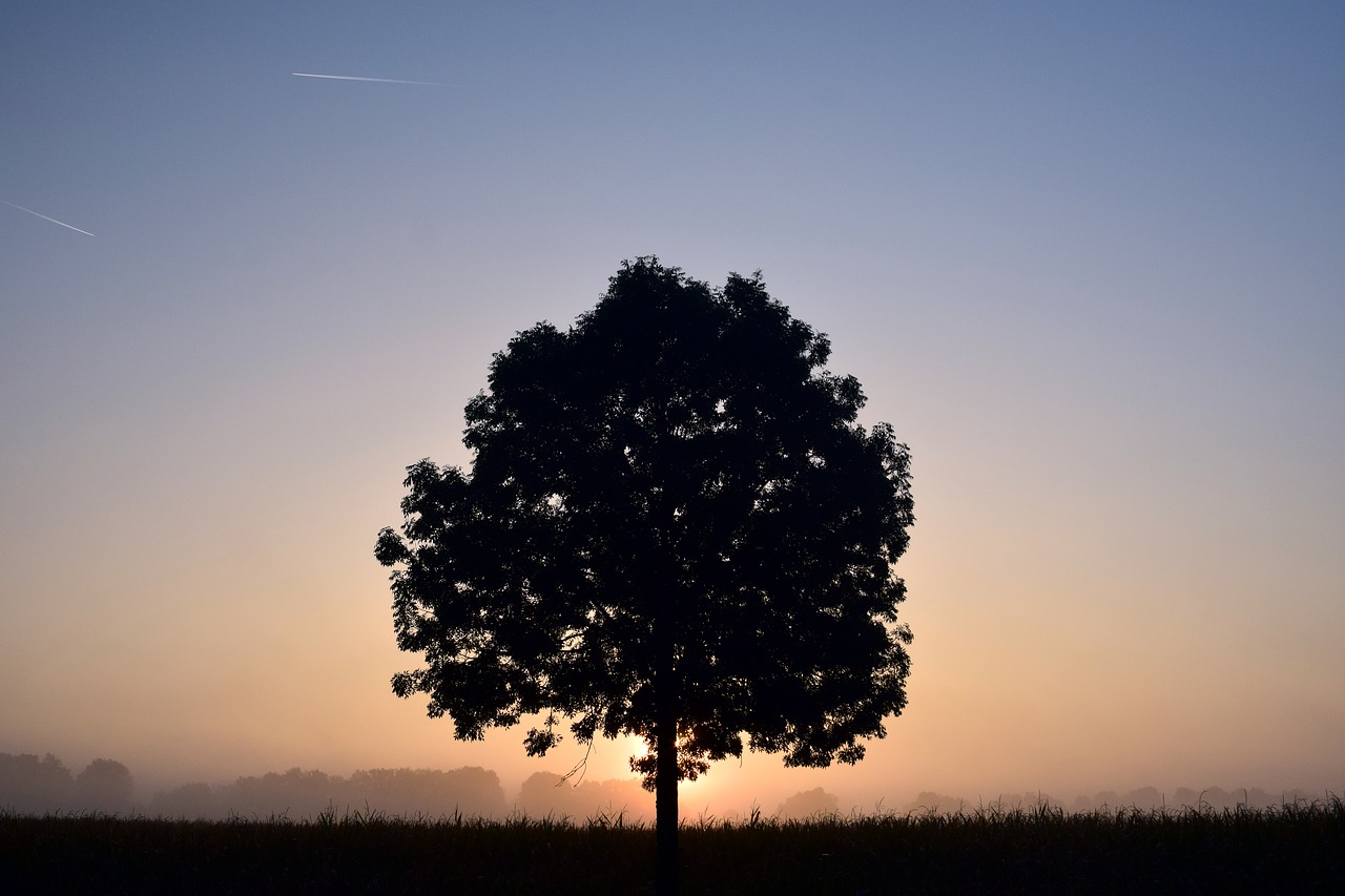 tree deciduous tree sunrise free photo