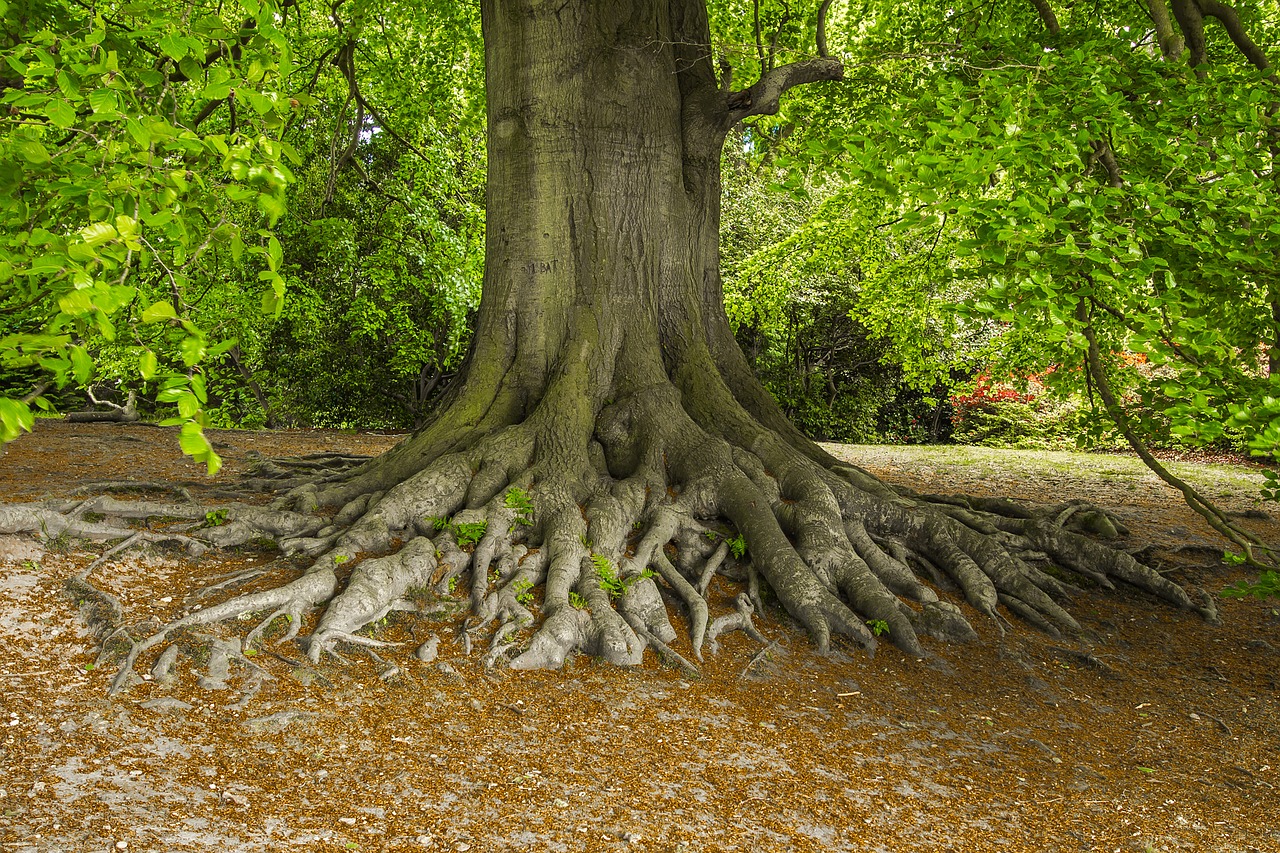 tree nature old free photo