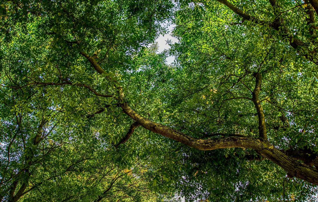 tree crown branch free photo