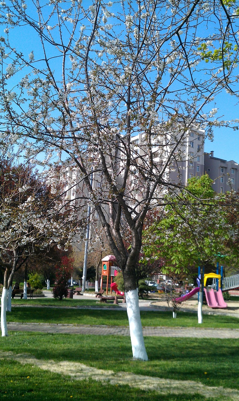 tree green park free photo