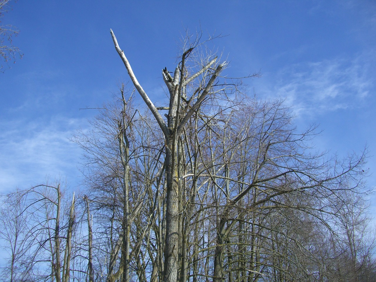 tree top break storm damage free photo