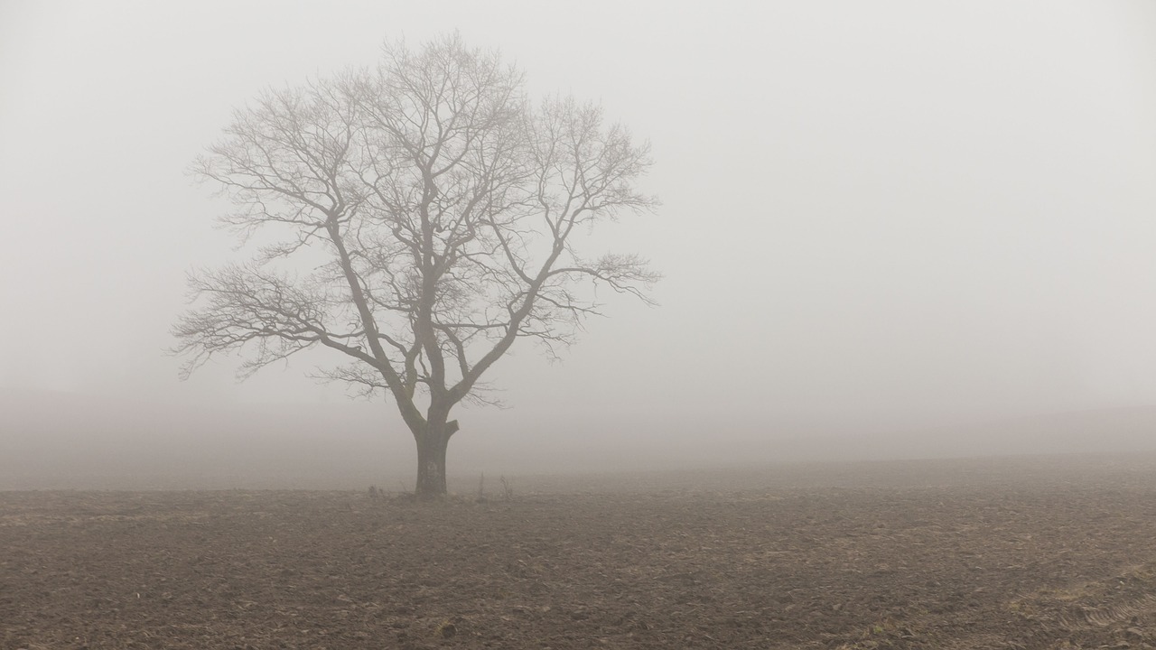 tree field fog free photo