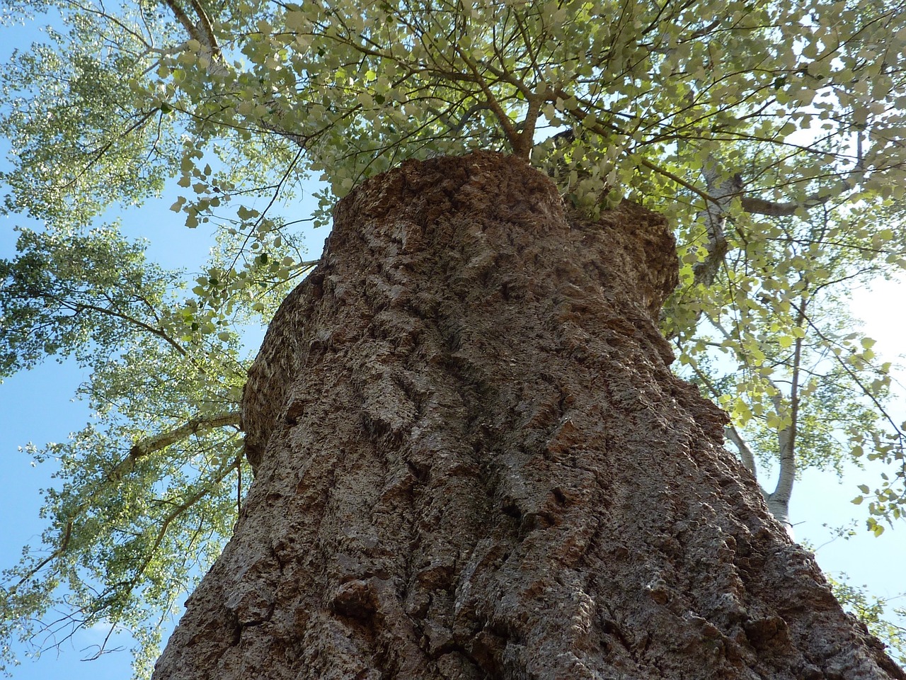 tree bark wood free photo