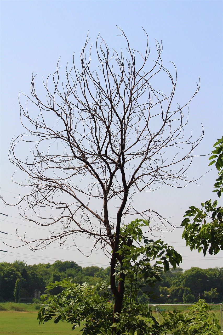 tree autumn branches free photo