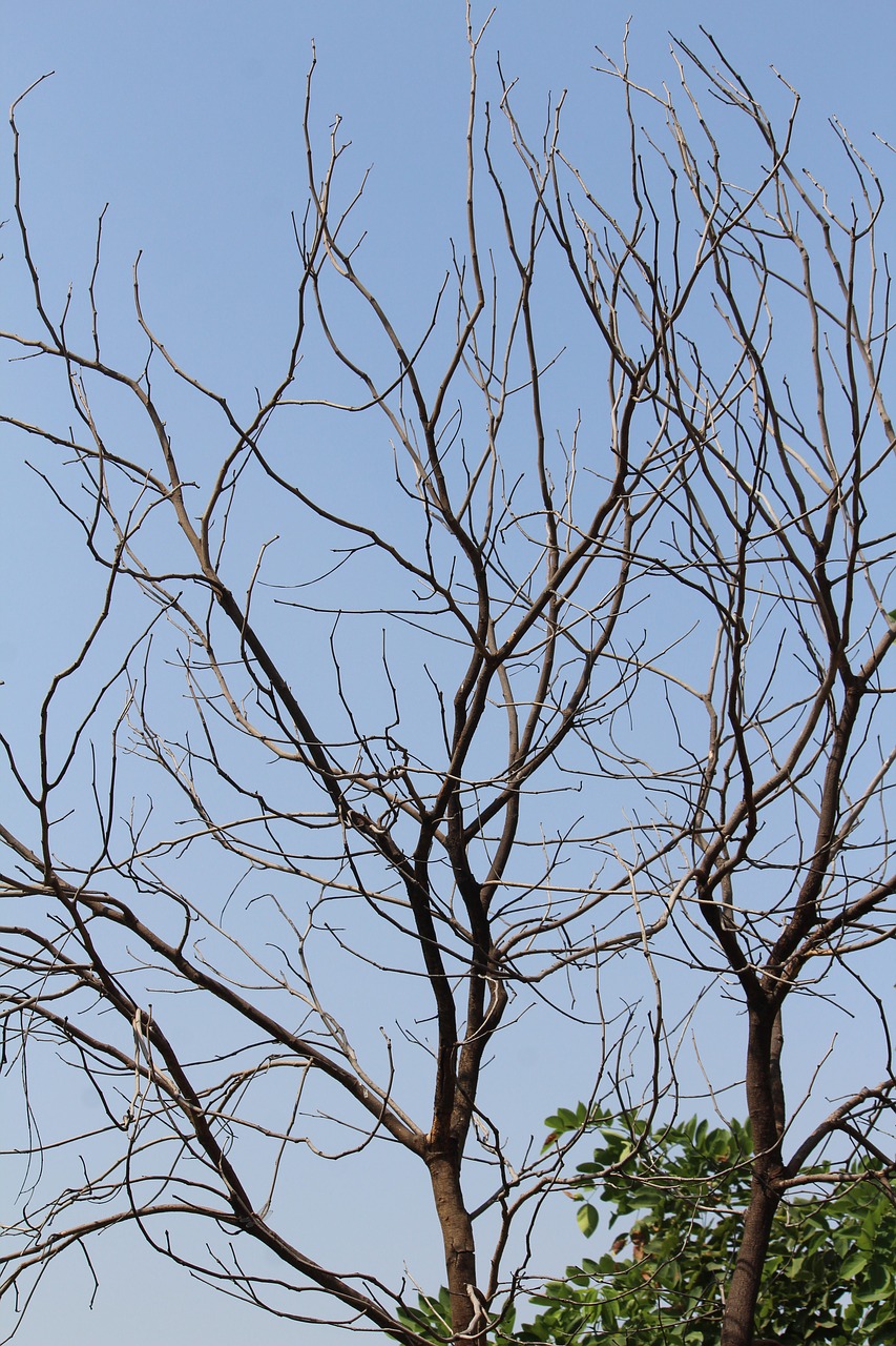 tree branches dried free photo