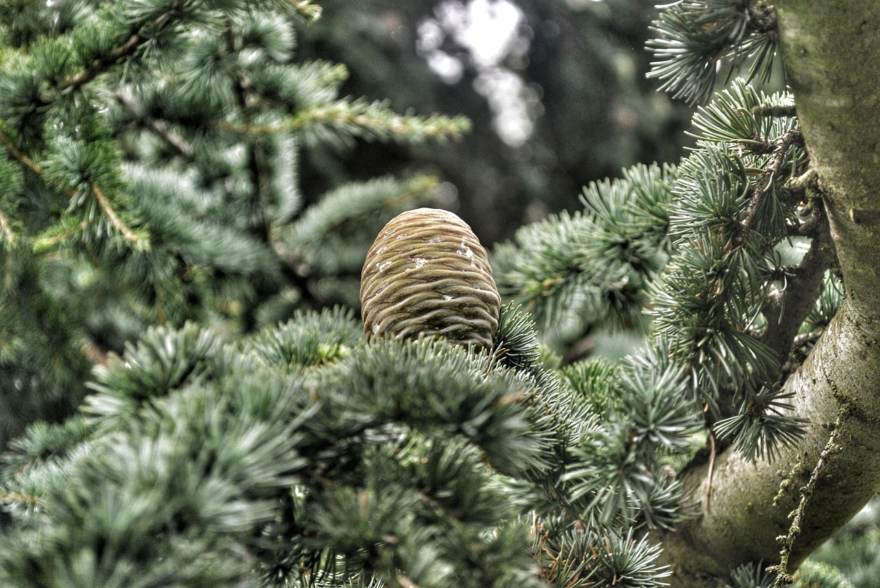 tree green garden free photo