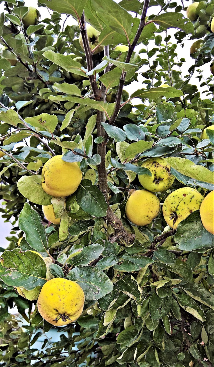 tree apple tree apple free photo