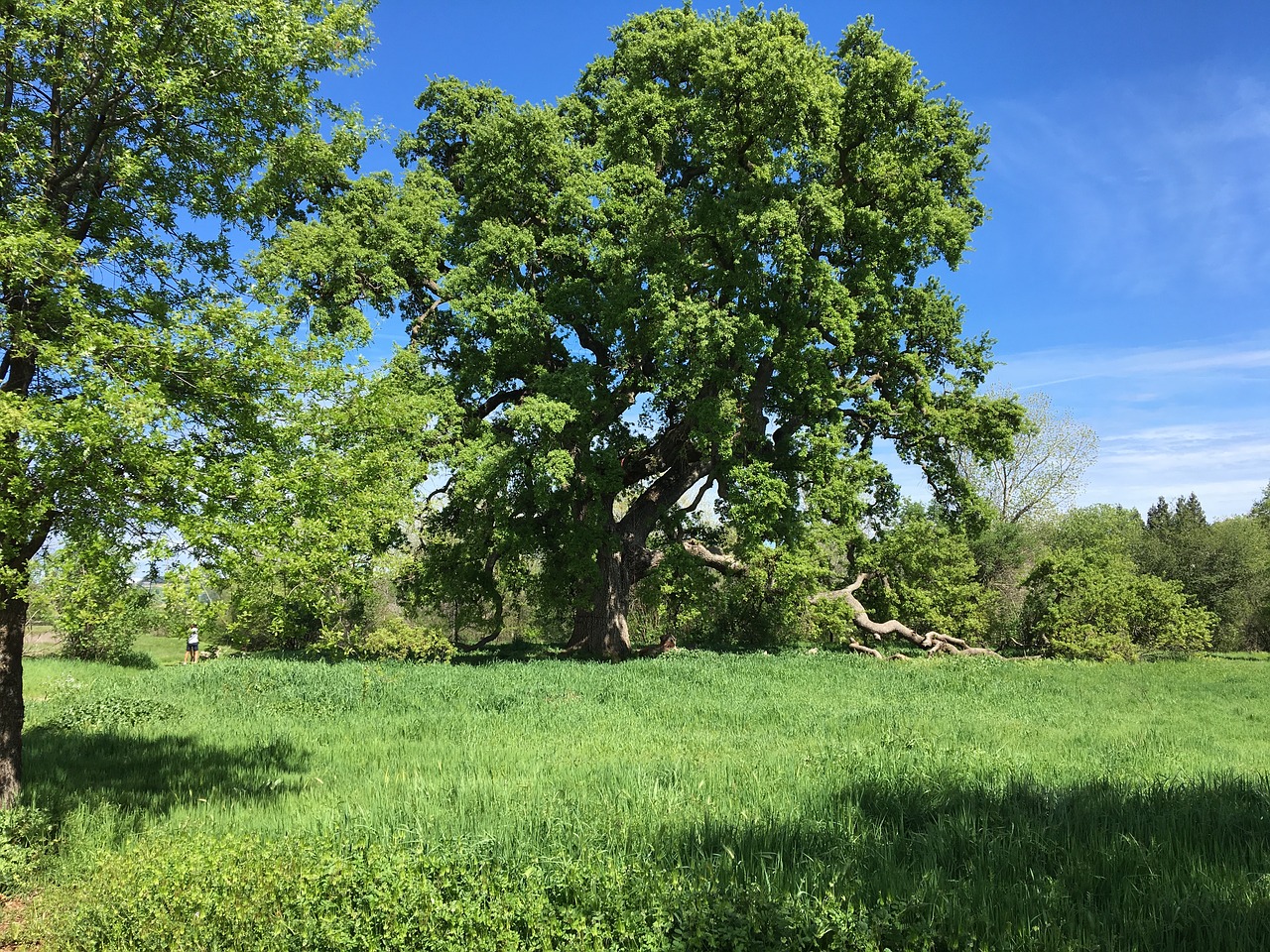 tree setting park free photo