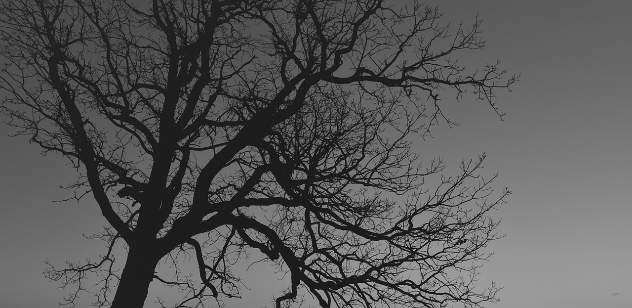 tree silhouette branches free photo