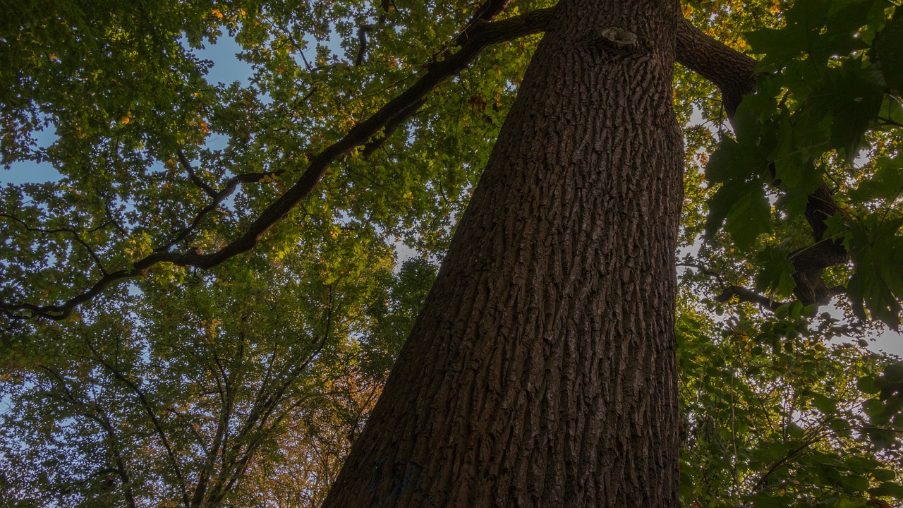 tree forest forests free photo