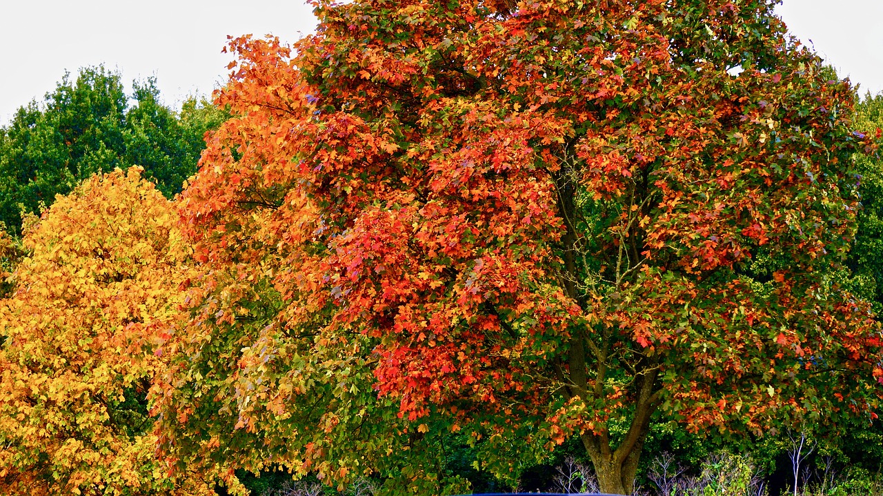 tree red nature free photo