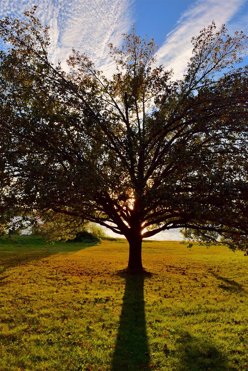 tree sunset light free photo