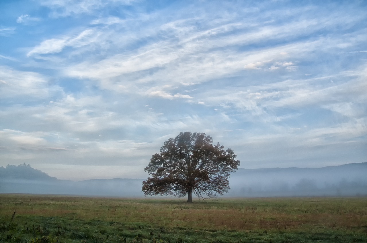 tree sky field free photo