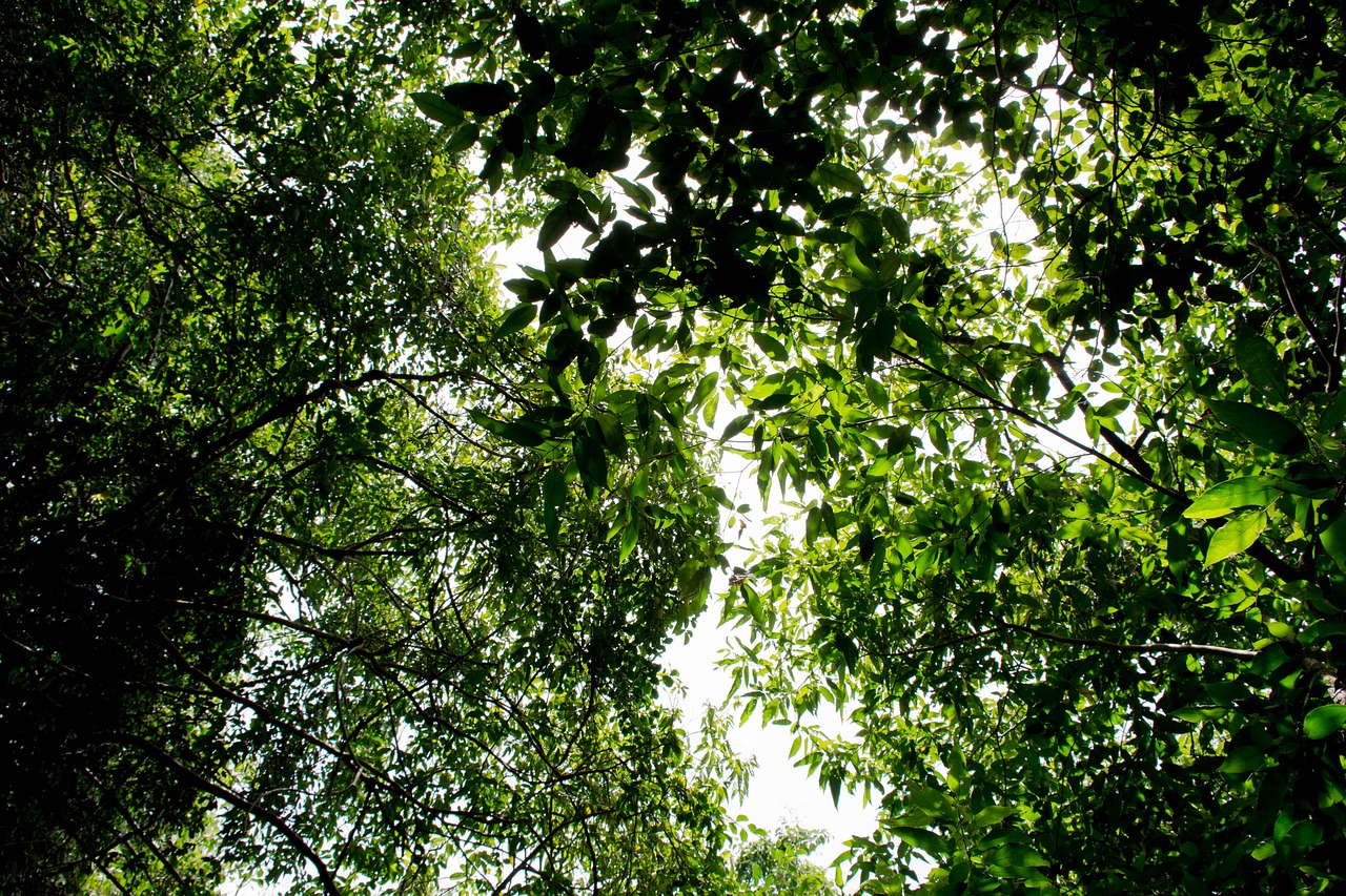 tree flowers nature free photo